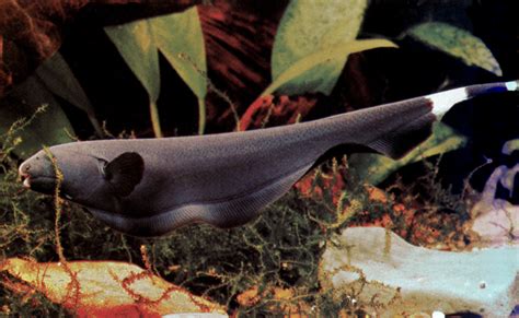 Description native to the rivers and lakes of the black shroud, this freshwater fish uses electric receptors on its body to stun its prey. Black ghost fish - Apterontus albifrons | TROPICAL FISH