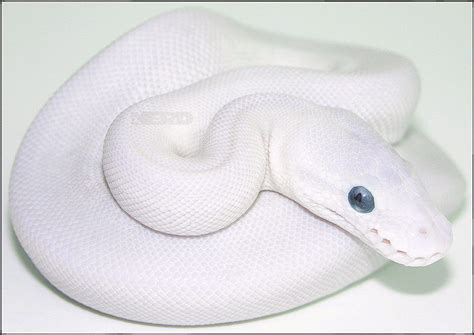 Pure white cats with blue eyes are beautiful and also more likely to be deaf. blue eyed leucistic ball python for sale | blue eye lucy ...