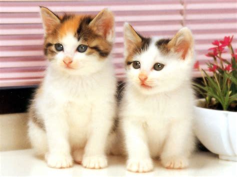 Cats are more likely to get breast cancer if they're intact/entire, female, and 10+ years old, although cases in cats as young as 4 years have been recorded. Cancer sniffing cats - Women Health Info Blog