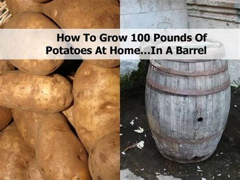 4 dollars and 42 cents. How To Grow One Hundred Pounds Of Potatoes At Home...In A ...
