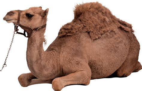 Download hd png photos for free on unsplash. Camel PNG image