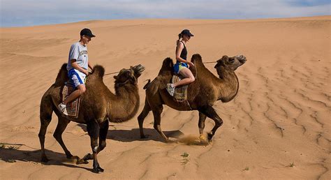 They can eat almost anything and drink from waterholes that are bitter or saline. Activities you should include in your Mongolia bucket list