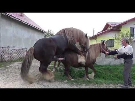 Kuda kawin 27.608 views4 weeks ago. Kuda Kawin Anunya Gede Banget - Horse Mating Compilation ...