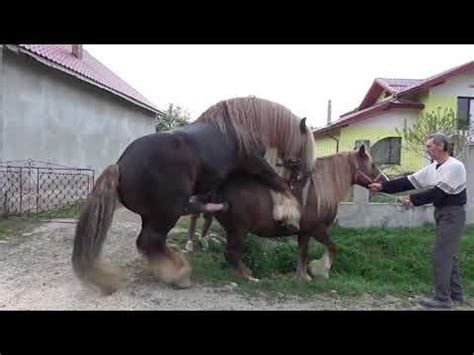 Ketika ini tidak terjadi dan betina mengambil sikap kencing, anda dapat melanjutkan ke organisasi kawin: Kuda Kawin Anunya Gede Banget - Horse Mating Compilation ...