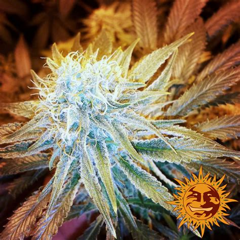 There is nothing to connect the word with old english hasu, haso (gray. ! G13 HAZE™ Cannabis Seeds | BARNEYS FARM®