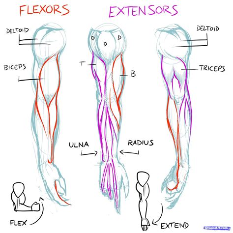 Review the diagrams in this tutorial a few times and try to draw arms from reference. Arm muscles 1 | How to draw muscles, Anatomy reference ...