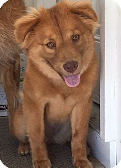 Puppies are limited akc registration, which means they are adpoted as beloved pets and not for breeding purposes. Golden Retriever/Chow Chow Mix Dog for adoption in ...