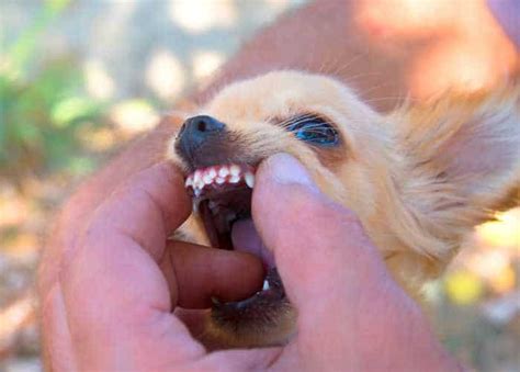 I look at it to remember the teeth shapes and layouts, the way they're pointed, their proportions. Chihuahua Teeth: How to Keep Those Pearly Whites Healthy ...