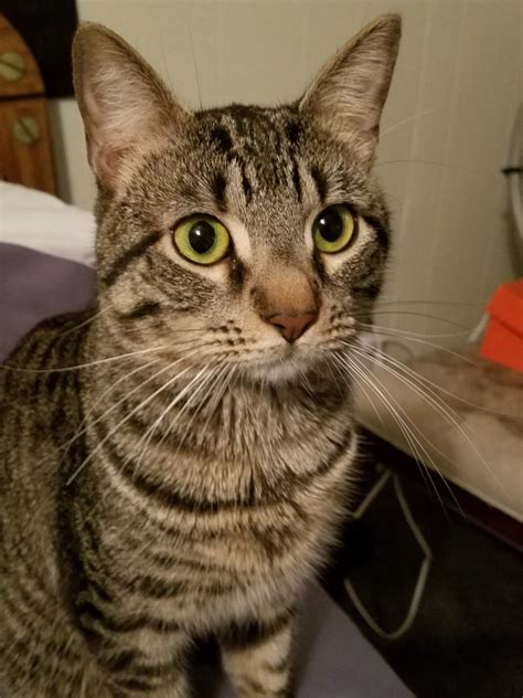 Enter a location to see results close by. Lost Cat (Orlando, Florida) - Kohler
