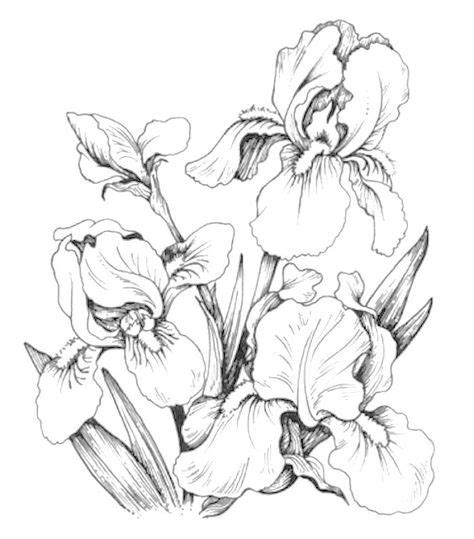 Pattern coloring pages flower coloring pages coloring book pages line art flowers iris flowers flower art simple line drawings pretty drawings blackwork embroidery. 31 Trendy Drawing Pencil Flowers Irises in 2020 | Flower drawing, Coloring pages, Flower ...