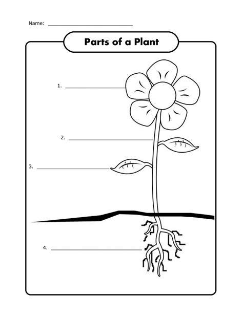 Reading worksheet template for science: Free Science Worksheets | Activity Shelter