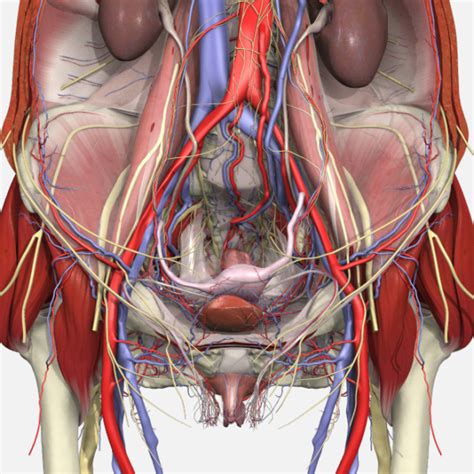 The pelvis is a basin shaped bony structure formed by the combination of two pelvic bones (hip bones or innominate. Pelvic Floor Muscles Anatomy Ct | Review Home Co