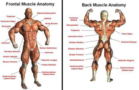 Fillable body muscles names gym. Muskler - Anatomi, fysiologi, träning och näring