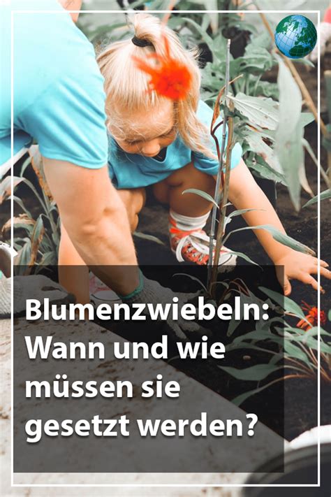 Hallo, vielleicht kann mir jemand weiterhelfen. Wann müssen Blumenzwiebeln gesetzt werden ...