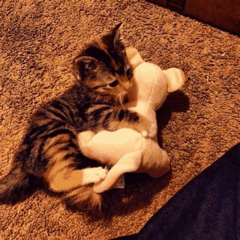 Милые кошечки, которые играют со своими мягкими игрушками