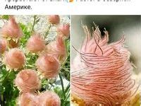 Идеи на тему «Интересные факты» (27) | идеи посадки растений ...