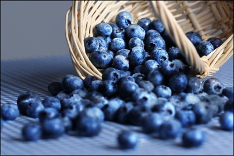 Sie lassen sich auch im garten anbauen. Μύρτιλα (blueberries) και άγρια μύρτιλα (bilberries) για ...