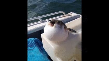Make gifs from videos on your phone or computer. 膨れている可愛い河豚のGIF画像｜melyssa@et｜GIFMAGAZINE
