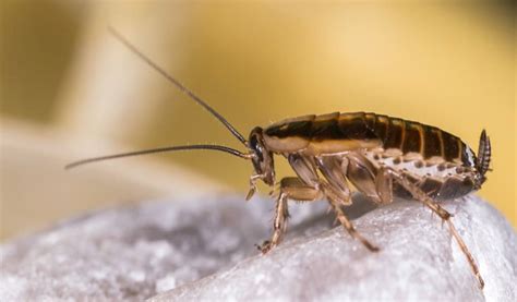 German cockroaches (like most cockroaches) love to live and colonize warm, dark places. How to Get Rid of German Roaches