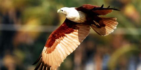 Apakah burung garuda adalah salah satu burung. Burung Garuda kembali hidup di habitat aslinya di lereng ...