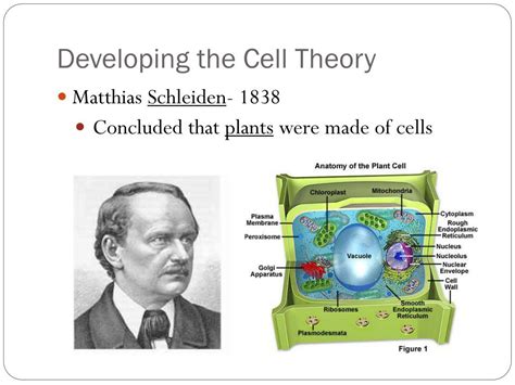 3f history of biology and contributions of scientists; PPT - Chapter 7-1 Life is Cellular PowerPoint Presentation, free download - ID:2697551