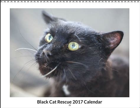 Click here to view munchkin cats in texas for adoption. Black Cat Rescue (@blackcatrescue) | Twitter