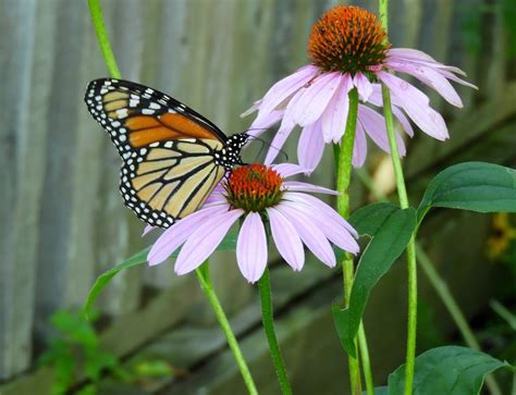 It's All About Purple: The Monarch Butterflies
