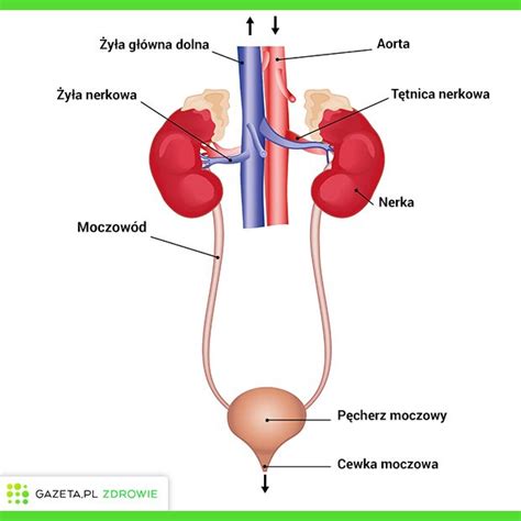 Zespół aspergera jest ostatnio coraz częściej diagnozowaną chorobą. UKŁAD MOCZOWY (WYDALNICZY) - budowa, funkcje i najczęstsze ...