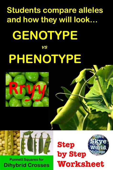 A punnett square shows the genotypes two individuals can produce when crossed. Punnett Squares for Dihybrid Crosses Worksheet | Fun math ...