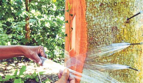 Cara cara tut pokok rambutan. Durian ekspres | Harian Metro