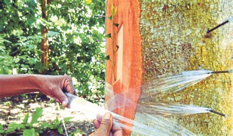 Cara mencangkok pohon mangga ini tidak sulit dan sudah banyak orang yang berhasil mencobanya. Durian ekspres | Harian Metro