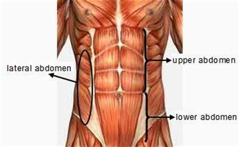 If you know where muscles attach and how. Biology Diagrams,Images,Pictures of Human anatomy and ...