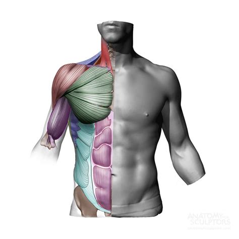 Head anatomy anatomy study anatomy drawing head muscles skeleton anatomy artist workshop female torso anatomy tutorial last week i took a three day workshop on the anatomy of the torso with instructor robert liberace. Anatomy For Sculptors - anatomy | AnatomyHuman:Upper ...