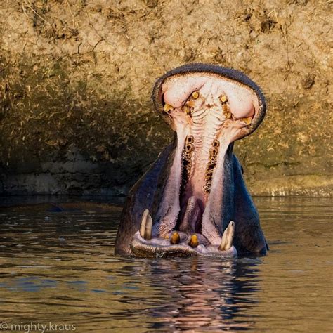 With a top speed of more than 30 kilometres per hour, hippos can easily outrun a human. Did you know hippos can't actually swim? Instead, they ...