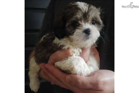 Other birmingham, al pets you may like. Cavapoo puppy for sale near Birmingham, Alabama. | 0d544067-8831