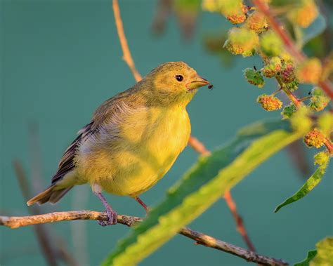 1600 x 1572 jpeg 465 кб. Lesser Goldfinch h208112 Photograph by Mark Myhaver