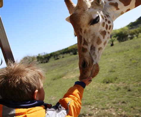 Maybe you would like to learn more about one of these? Foothills Safari Cabins at Fossil Rim, Glen Rose, Texas ...