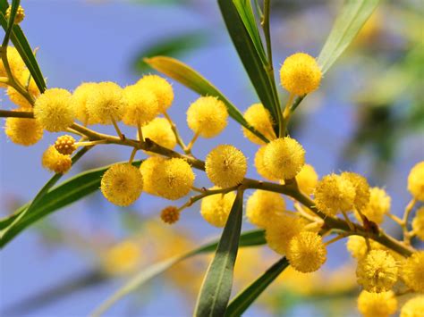 Ecco tutte le risposte di pianta dai profumatissimi fiori bianchi in spighe. Mimosa dai fiori gialli profumatissimi, simbolo festa ...