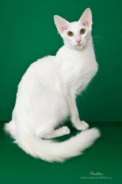 The breed disappeared when the more fully coated persian arrived in the early 1900s. cat colours — white