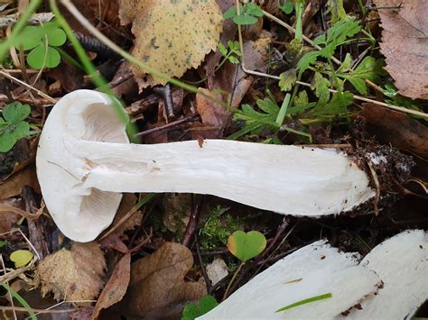 Der staat will die krankheit nun zur epidemie erklären. Weißer Pilz unter Birke und Buche - Pilzbestimmung ...