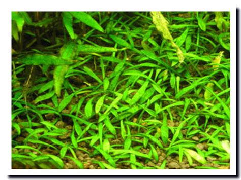 Криптокорина невилля (cryptocoryne nevillii или cryptocoryne willisii). 水草屋"Roots"Web site