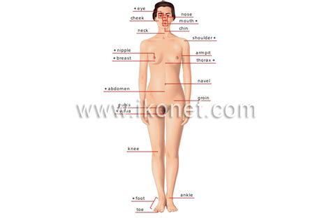 There are those parts located outside (external body parts) and others located inside the body (internal parts of body). human being > human body > woman > anterior view image ...