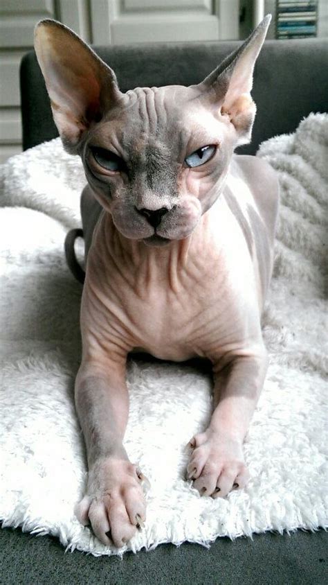 The sphynx appears to be a hairless cat, although it is not truly hairless, they have very, very short hair. 12 Villainous Cats Who Are Plotting Our Desmise | Viral ...