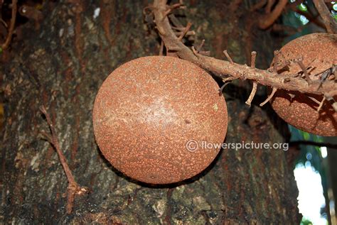 Cannonball tree fruit aka couroupita guianensis, tasted by the legendary fruitarian wiking minda! Cannonball tree | Couroupita guianensis