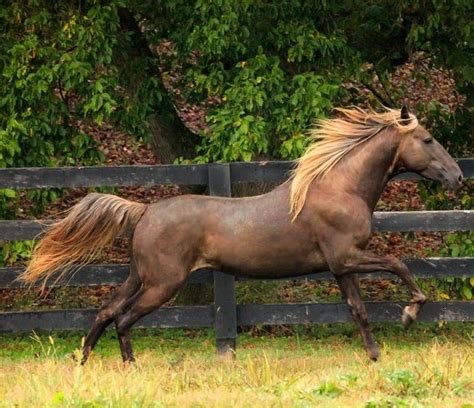 Discover thousands of horses for sale, lease and stallions at stud. Rocky mountain and mountain pleasure horses are gaited ...