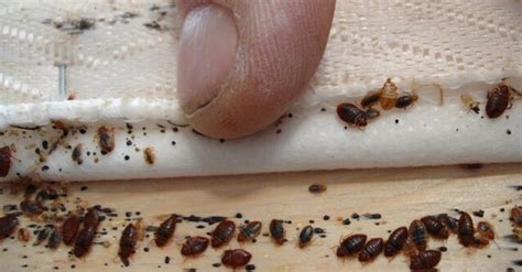 Every property struggles with pests. Bed Bug Exterminator Near Me | Bed Bug Get Rid