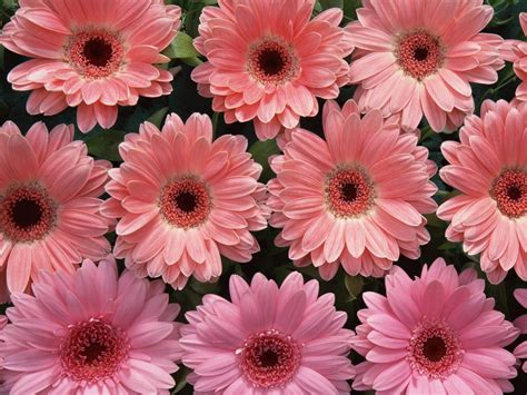 Screensavers with flowers will create a special atmosphere and brighten the monitor, when it is idle. Pink Flowers Wallpapers:wallpapers screensavers