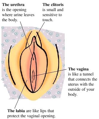 Private parts of the female anatomy are: For Girls Getting to Know Your Body | Articles | Mount ...