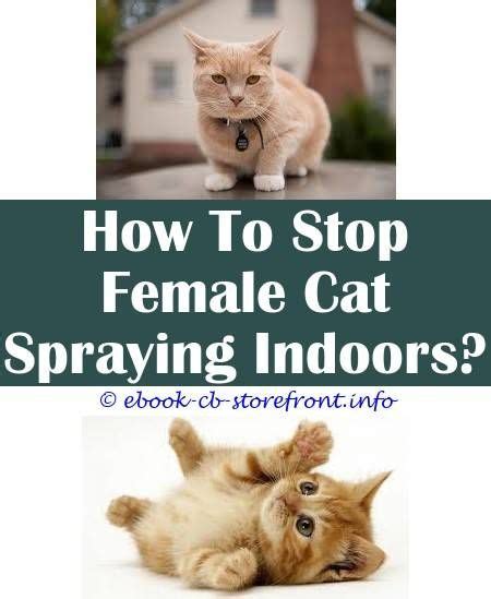 Even if your spraying cat is spayed/neutered, if the procedure was done later in life, this could be a learned. 4 Astounding Diy Ideas: Female Cat Spray Smell Like cat ...