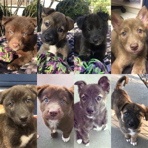 Adoption l behavior & training l humane education l spay clinic l pet wellness. Puppy Palooza! - Sacramento SPCA